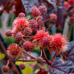 Castor Oil vs Jojoba Oil: How to Get the Best Results
